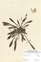 藏品(臺灣胡麻花)的圖片